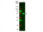 F(ab')2  Anti-Rabbit IgG (H&L)  (Rhodamine Conjugated) Pre-Absorbed Secondary Antibody
